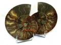 Halved Ammonite Shells on Stand