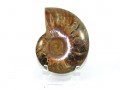 Ammonite Shell on Stand