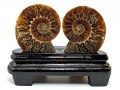 Halved Ammonite Shells on Stand